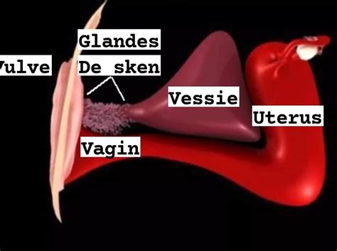 glande skene femme|Glande de Skene : définition, rôle, pathologie